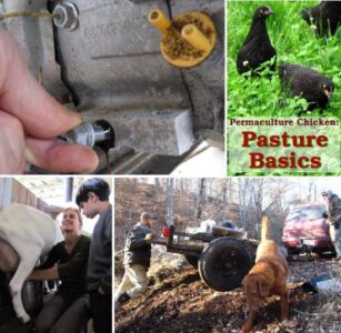 Permaculture Chicken: Pasture Basics Image